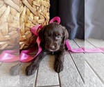 Small #15 Miniature Labradoodle