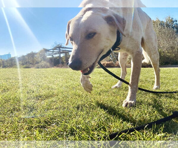 Medium Photo #4 Labrador Retriever-Unknown Mix Puppy For Sale in The Woodlands, TX, USA