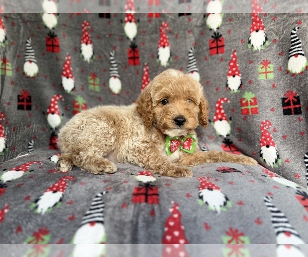 Medium Photo #3 Cock-A-Poo Puppy For Sale in LAKELAND, FL, USA