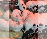 Small Photo #6 Llewellin Setter Puppy For Sale in BASCO, IL, USA