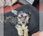 Small Photo #2 Mutt Puppy For Sale in Fargo, ND, USA