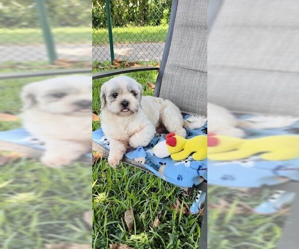 Medium Photo #5 Shih Tzu Puppy For Sale in Weston, FL, USA