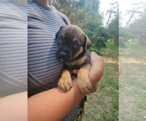 Boxador-German Shepherd Dog Mix Puppy for sale in LAPEER, MI, USA