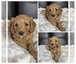 Puppy Rosie Goldendoodle mix (+ Poodle Miniature)