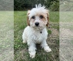 Small #8 Cavapoo-Poodle (Miniature) Mix