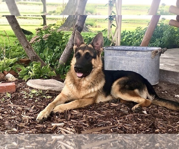 Medium Photo #37 German Shepherd Dog Puppy For Sale in BRIGHTON, CO, USA