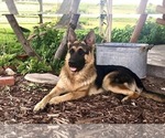 Small #36 German Shepherd Dog