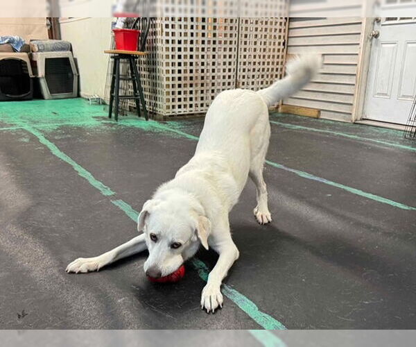 Medium Photo #4 Anatolian Pyrenees Puppy For Sale in Croydon, NH, USA