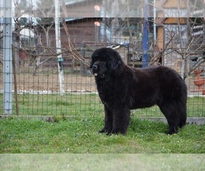 Mother of the Newfoundland puppies born on 06/12/2016