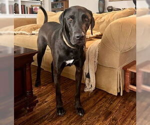 Chocolate Labrador retriever-Labrador Retriever Mix Dogs for adoption in Houston, TX, USA