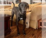 Small Chocolate Labrador retriever-Labrador Retriever Mix