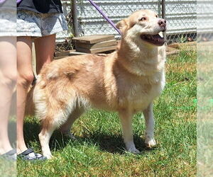 Siberian Husky-Unknown Mix Dogs for adoption in Wetumpka, AL, USA