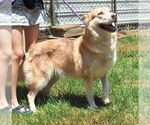 Small Siberian Husky Mix
