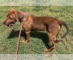 Small #2 Plott Hound-Redbone Coonhound Mix