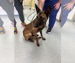 Small #1 Mutt