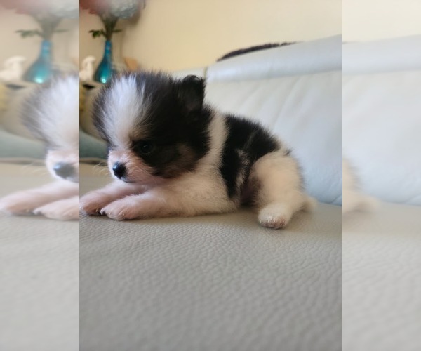 Medium Photo #3 Pomeranian Puppy For Sale in SAN JOSE, CA, USA