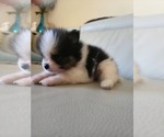 Small #2 Pomeranian