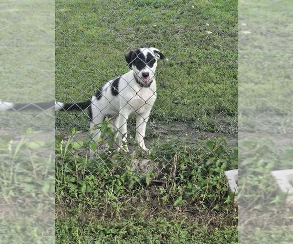 Medium Photo #1 Border Collie Puppy For Sale in LEBANON, MO, USA