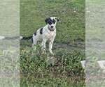 Puppy Bullet Border Collie