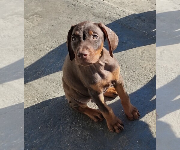 Medium Photo #4 Doberman Pinscher Puppy For Sale in DAVENPORT, FL, USA