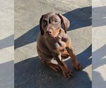 Litter of 2 - Male(s) and Female(s) Doberman PinscherLitter of Puppies for Sale - Photo #4