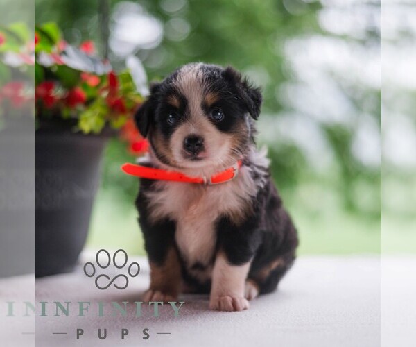 Medium Photo #4 Miniature Australian Shepherd Puppy For Sale in REBERSBURG, PA, USA