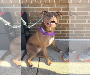 American Pit Bull Terrier Dogs for adoption in Rockville, MD, USA