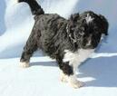 Small Photo #5 Aussiedoodle-Australian Shepherd Mix Puppy For Sale in PAHRUMP, NV, USA