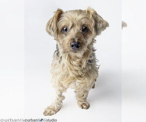 Louie - M - Male Maltese-Unknown Mix Dog for Adoption - Photo #4