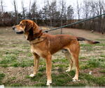 Small #1 Mountain Cur Mix