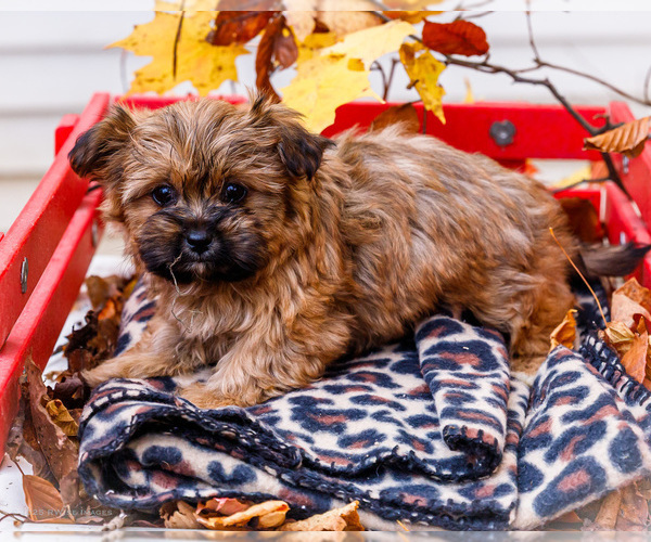 Medium Photo #2 Shorkie Tzu Puppy For Sale in WAKARUSA, IN, USA