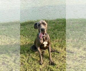 Great Dane-Unknown Mix Dogs for adoption in Bullard, TX, USA