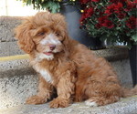 Small #5 Cavapoo