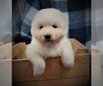 Small #9 Samoyed