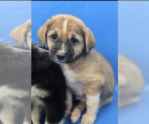 Medium Photo #2 Mutt Puppy For Sale in Woodbury, NY, USA