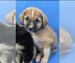 Small #1 Mutt