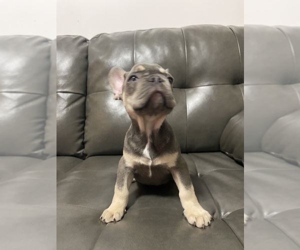 Medium Photo #6 French Bulldog Puppy For Sale in ERIAL, NJ, USA