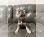 Small #5 French Bulldog