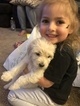 Small Photo #67 Goldendoodle Puppy For Sale in VACAVILLE, CA, USA