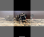 Small #2 Brussels Griffon