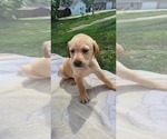 Small #8 Labrador Retriever
