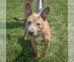 Small #8 American Staffordshire Terrier-German Shepherd Dog Mix