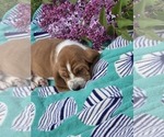 Small #2 Basset Hound