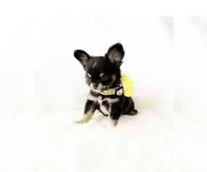 Chihuahua Puppy for sale in SACRAMENTO, CA, USA