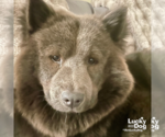 Small #10 Chow Chow Mix