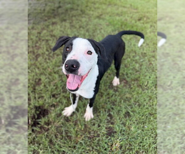 Medium Photo #1 American Pit Bull Terrier-Unknown Mix Puppy For Sale in Conroe, TX, USA