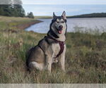 Small Siberian Husky