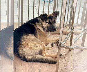 German Shepherd Dog-Unknown Mix Dogs for adoption in Okolona, MS, USA