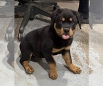 Small #15 Rottweiler