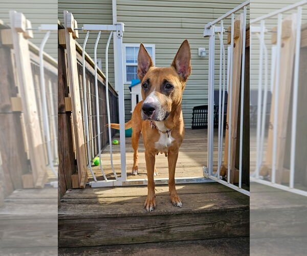 Medium Photo #1 Boxer-German Shepherd Dog Mix Puppy For Sale in Raleigh, NC, USA